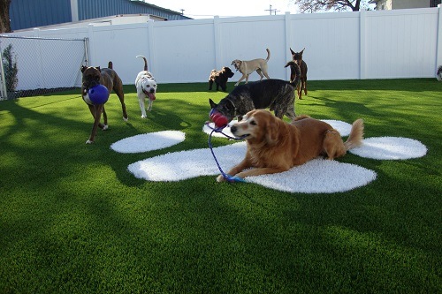 Using Fake Grass For Dogs Bestfakegrasses Com