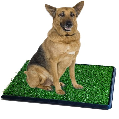 Using Fake Grass For Dogs Bestfakegrasses Com