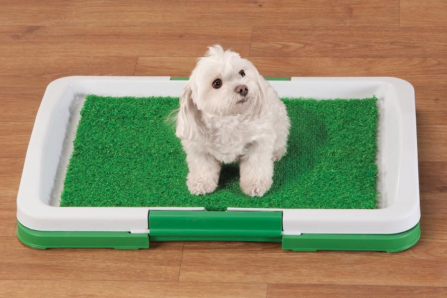 Small Dog Standing on Dog Grass Pad