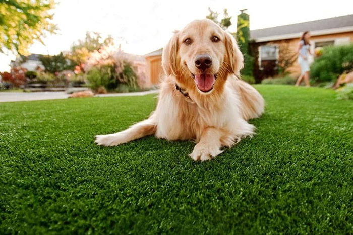 Dog Laying on Fake Grass (photo)