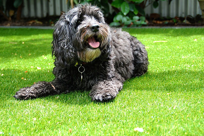 black dog laying on fake grass (foto)