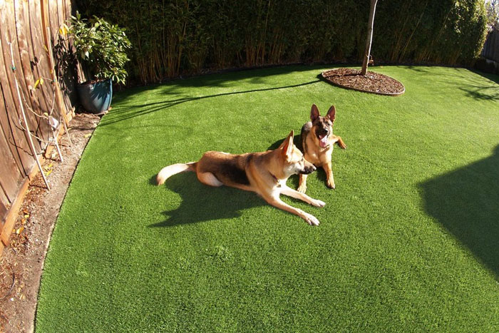dogs sitting on pet zen garden premium synthetic grass (foto)