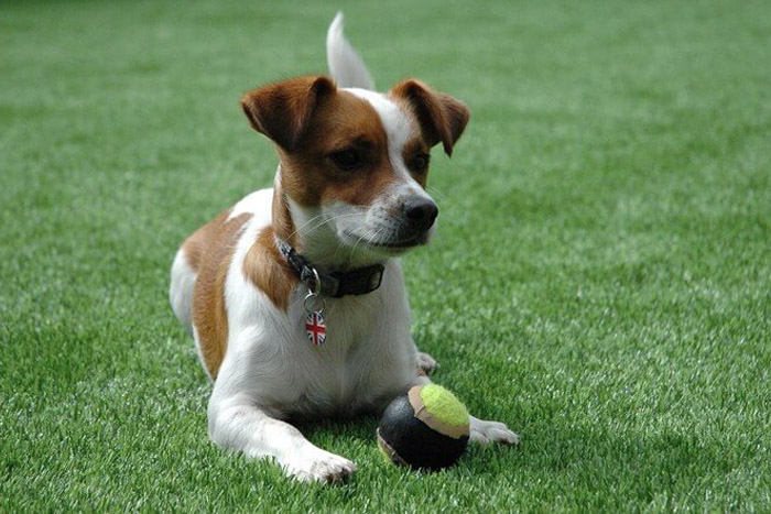 dog playing with ball on fake grass (photo)