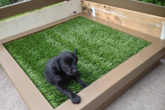 dog puppy laying on fake grass (foto)