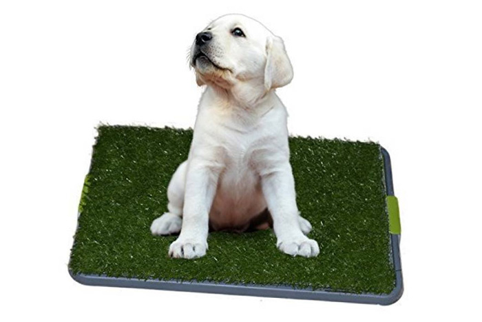 Dog Puppy on Sonnyridge Easy Dog Potty Training Synthetic Grass (foto)