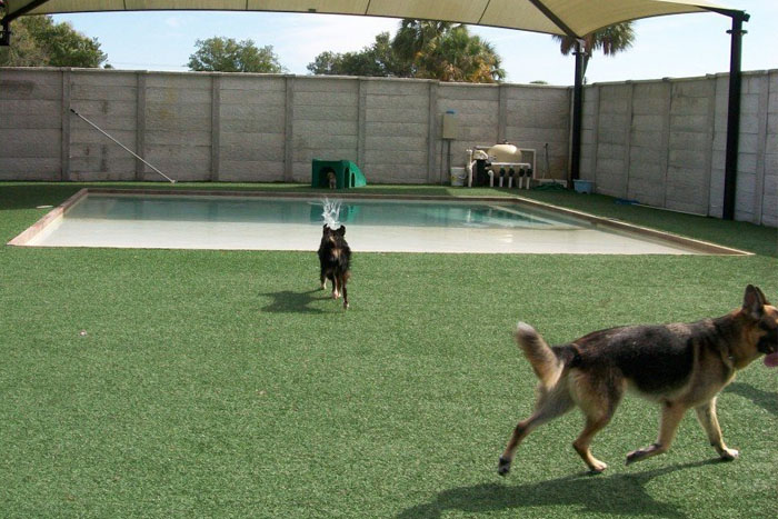 dogs running on pet zen garden premium synthetic grass (foto)