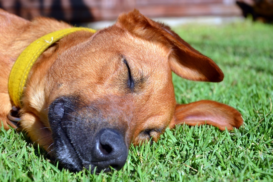 Dog Sleeping on Grass