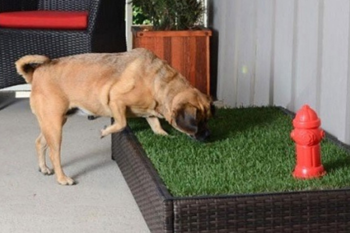Dog Snuffing on Dog Grass Pad (foto)