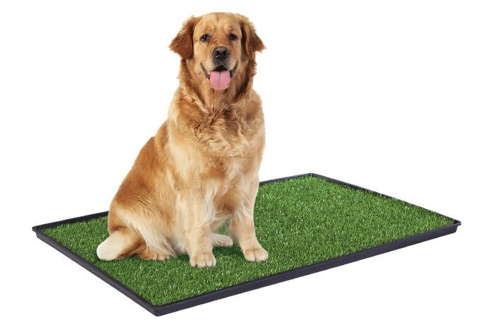 dog on prevue pet products tinkle turf (photo)