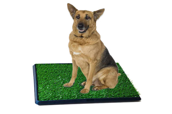 dog on synturfmats indoor and outdoor pet potty patch (photo)
