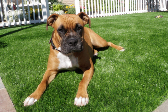 dog sitting on fake grass (photo)