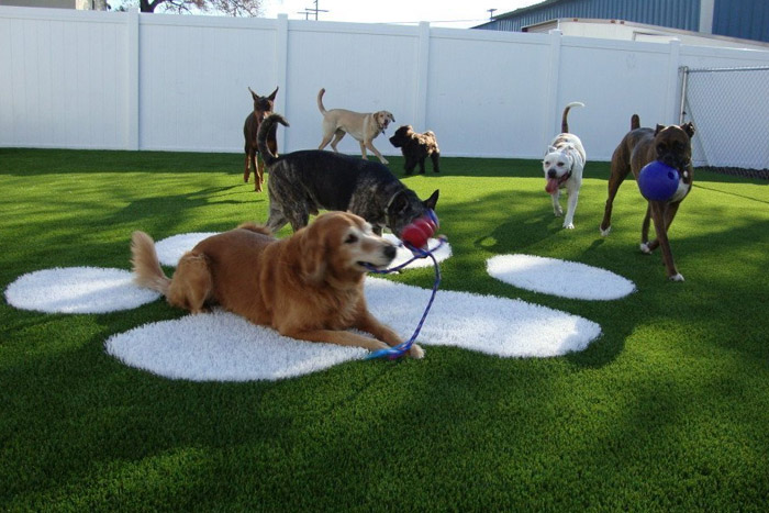 dogs playing on fake grass turf (photo)
