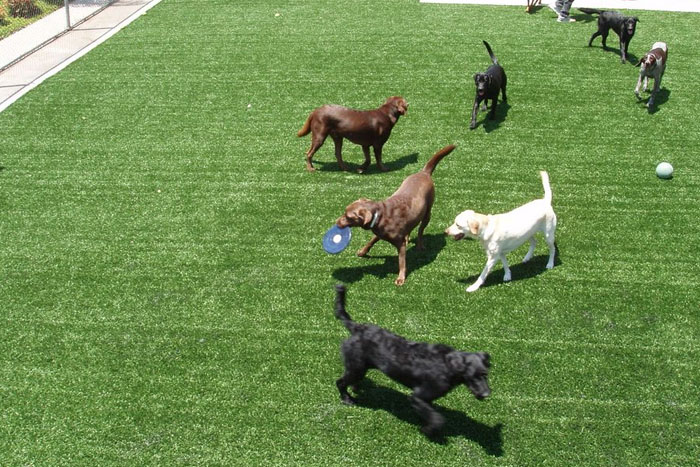 bunch of dogs playing on fake grass (photo)