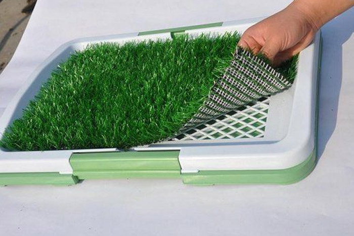 holding fake grass for dogs (photo)