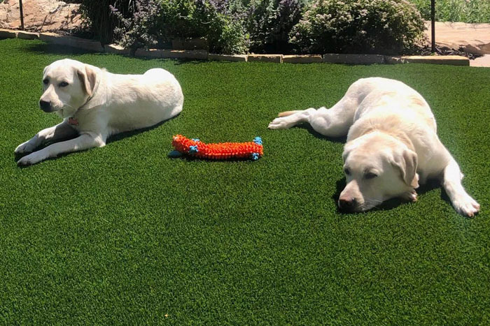 Is Synthetic Turf Good for Dogs? (foto)