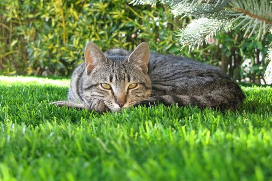 The Best Artificial Grass for Cats (photo)
